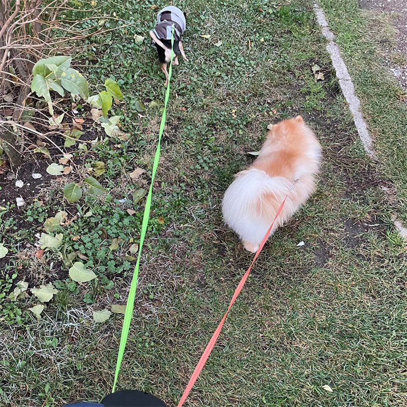 Retractable Dog Leash For Small Dogs Reflective Dual Pet Leash Lead 360 Swivel No Double Dog Walking Leash With Lights Pet Products - Image 7